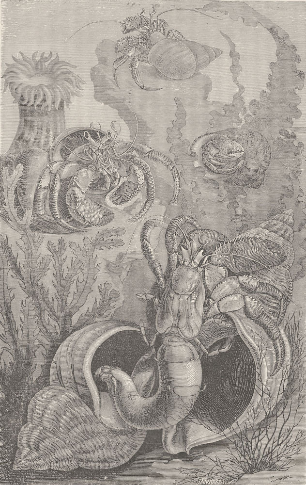 CRUSTACEANS. Hermit crabs 1896 old antique vintage print picture